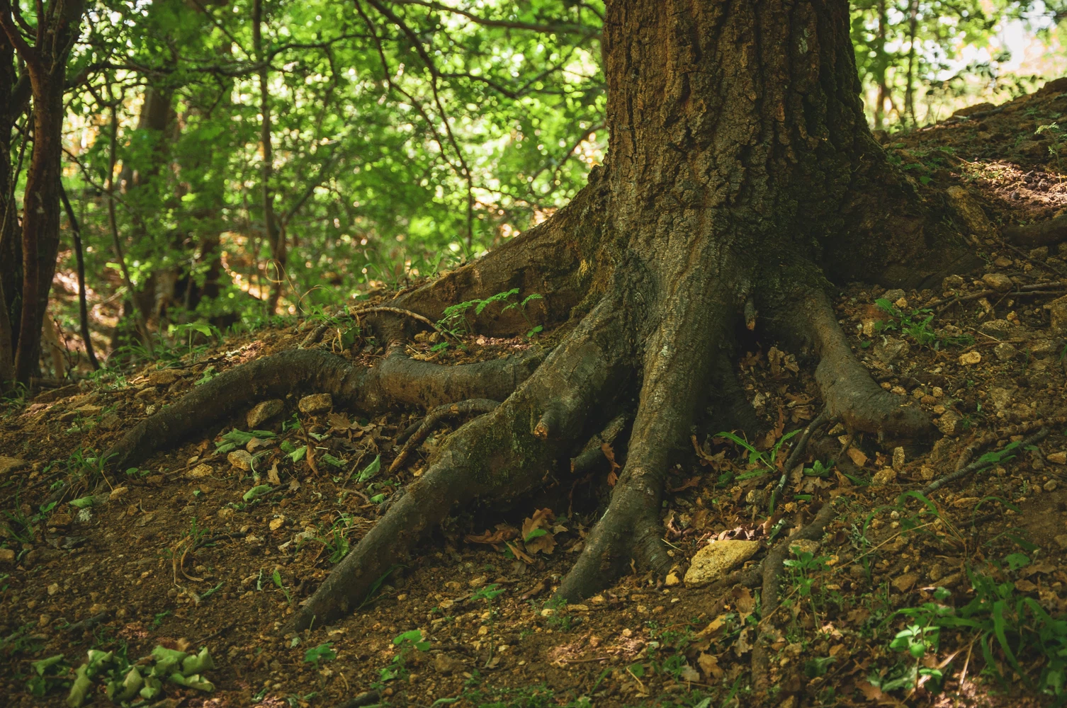 oak tree growing on the side of an outcrop with it's roots visible above ground