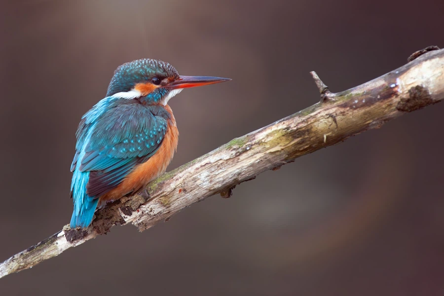 A common kingfisher sits on a branch, lit by a sunbeam.