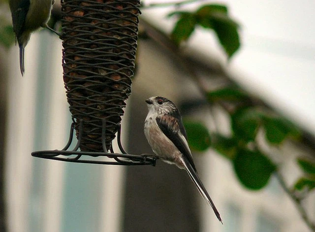 tit on bird feeder