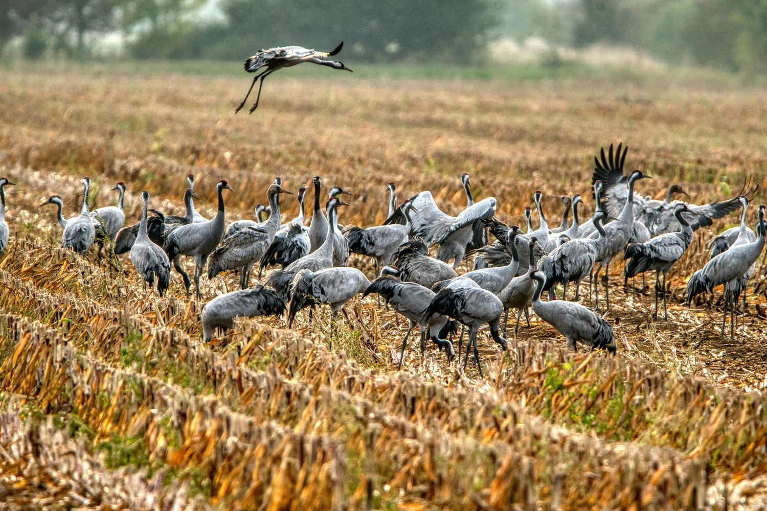 Cranes in a field