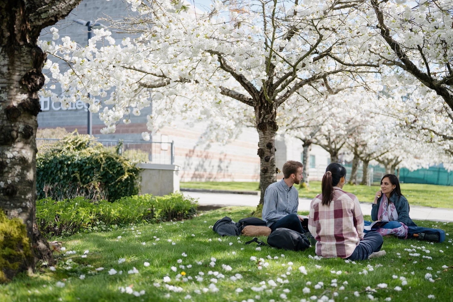 Students cherry blossoms
