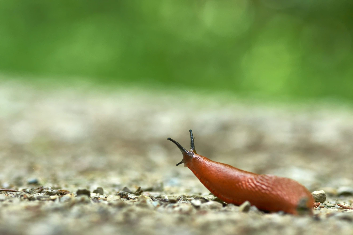 Slug crossing the street